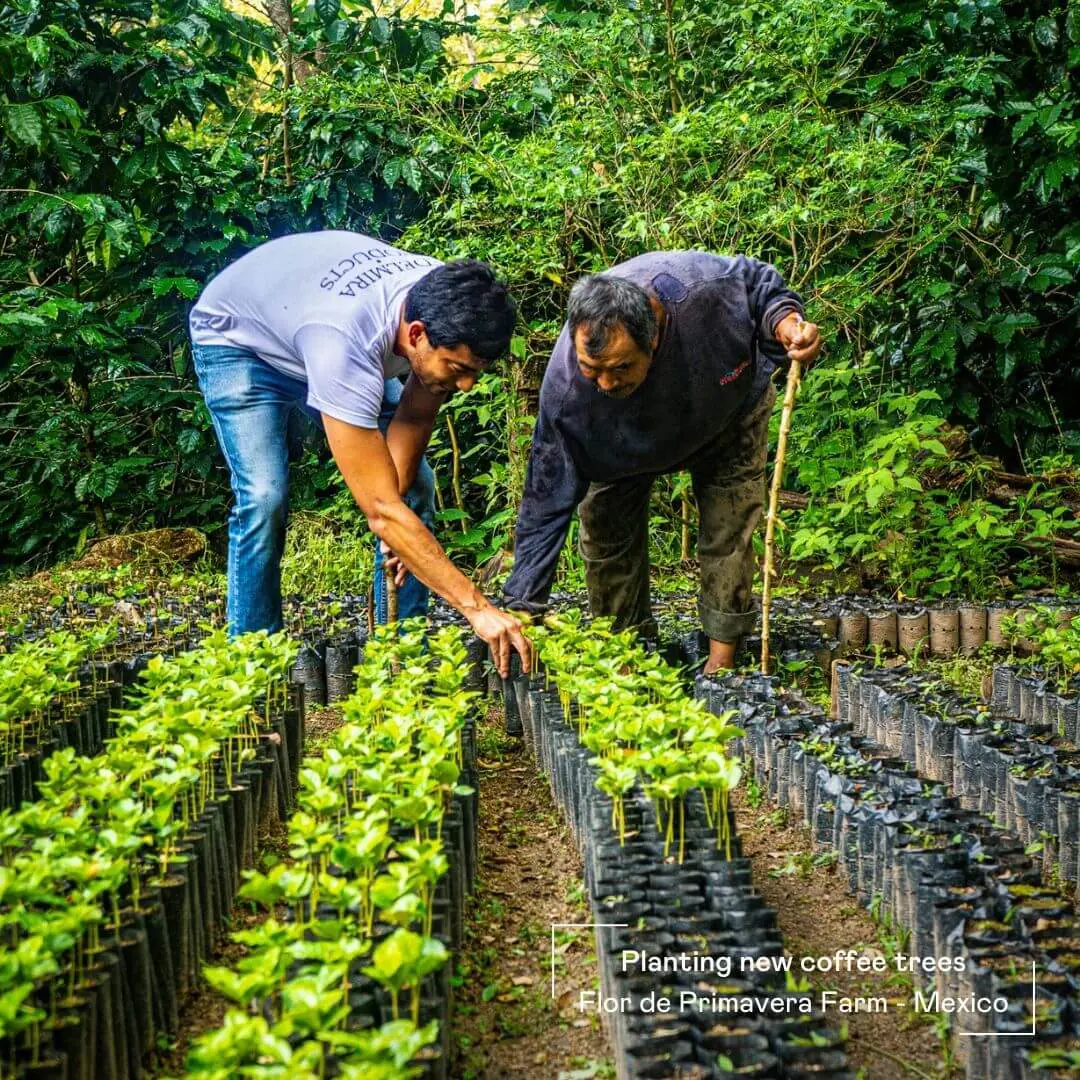 Coffee farmers planting new coffee trees for Sombra organic coffee at Flor de Primavera Farm in Mexico