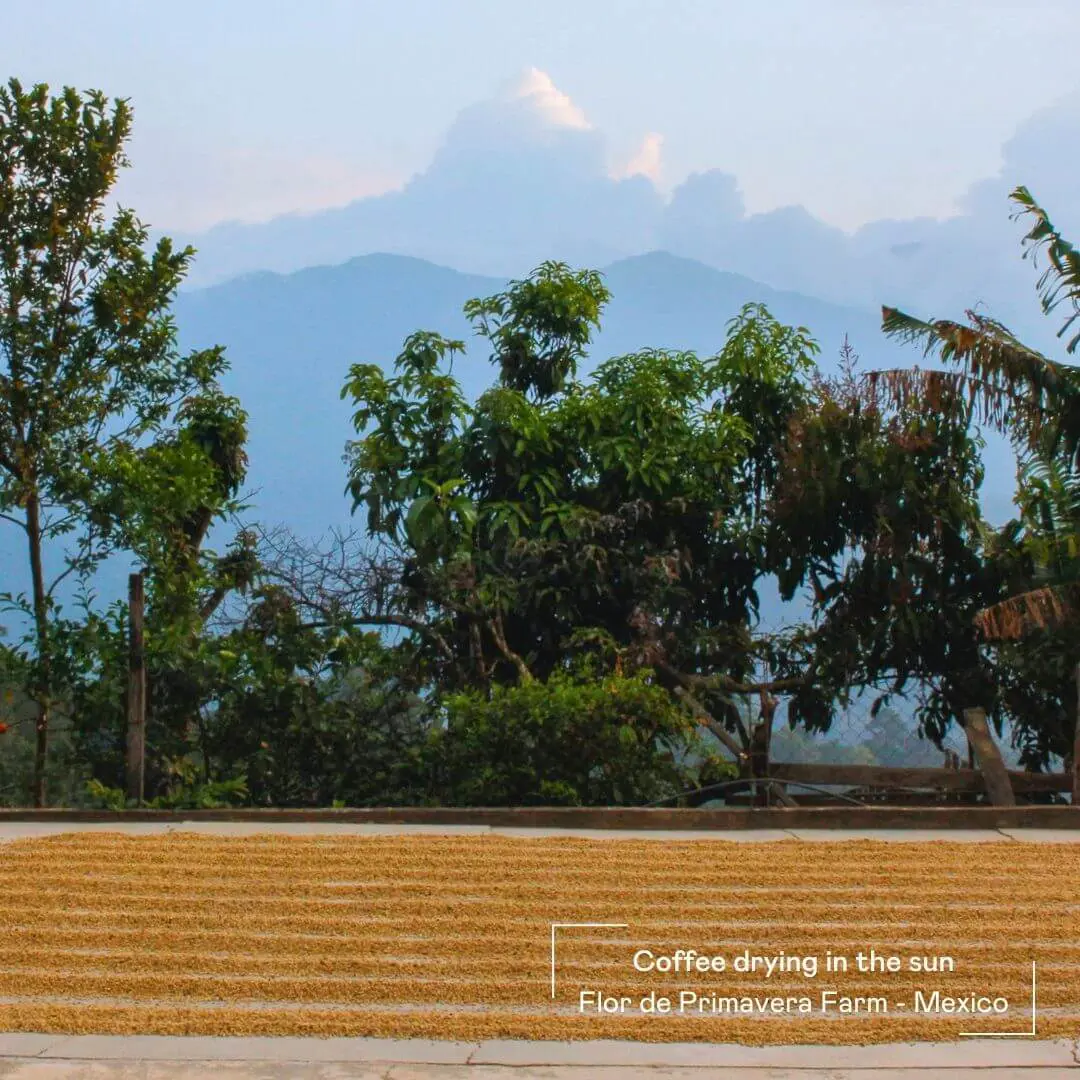Organic Arabica coffee drying in the sun at Flor de Primavera Farm in Chiapas, Mexico