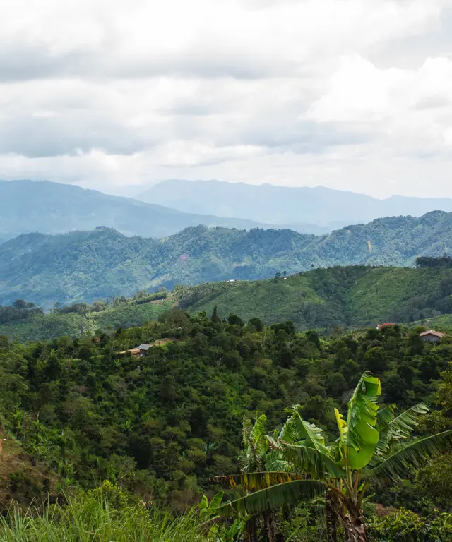 Coffee landscape in sumatra