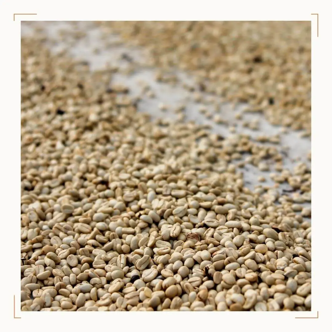 Green organic coffee beans before roasting for Sombra Organic Dark Roast by Amokka